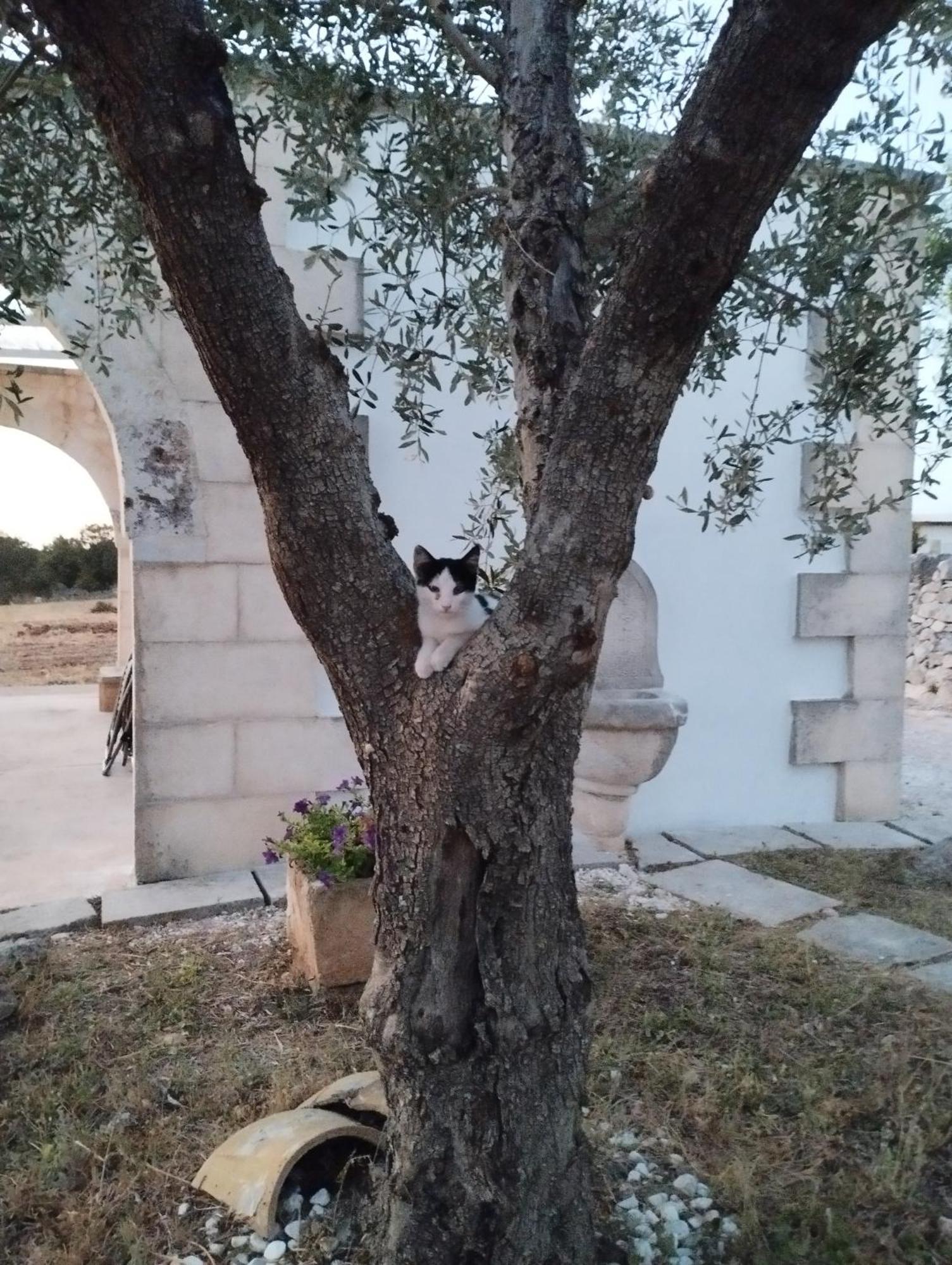 Hébergement de vacances Trulli Della Catena Martina Franca